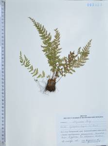 Cystopteris fragilis (L.) Bernh., Siberia, Russian Far East (S6) (Russia)
