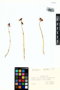 Epipogium aphyllum Sw., Siberia, Baikal & Transbaikal region (S4) (Russia)