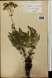 Ferulago setifolia K. Koch, Caucasus, Armenia (K5) (Armenia)