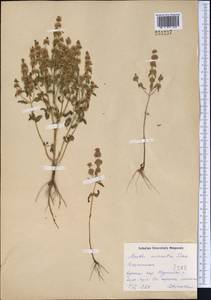 Mentha micrantha (Fisch. ex Benth.) Heinr.Braun, Middle Asia, Northern & Central Kazakhstan (M10) (Kazakhstan)