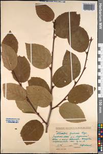 Alnus alnobetula subsp. fruticosa (Rupr.) Raus, Siberia, Yakutia (S5) (Russia)