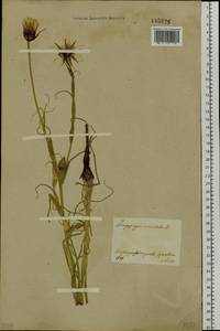Tragopogon orientalis L., Siberia, Central Siberia (S3) (Russia)