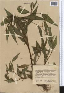 Persicaria lapathifolia (L.) Gray, Middle Asia, Western Tian Shan & Karatau (M3) (Uzbekistan)