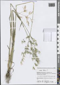 Avena fatua L., Siberia, Baikal & Transbaikal region (S4) (Russia)