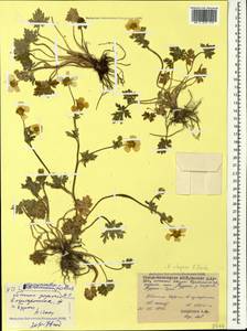 Ranunculus elegans C. Koch, Caucasus, North Ossetia, Ingushetia & Chechnya (K1c) (Russia)