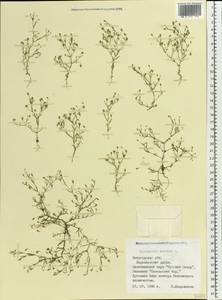 Psammophiliella muralis (L.) lkonn., Eastern Europe, Northern region (E1) (Russia)