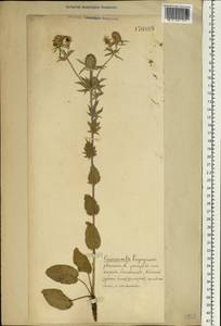 Eryngium planum L., Eastern Europe (no precise locality) (E0) (Not classified)