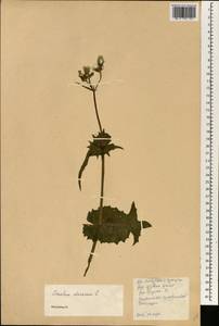 Sonchus oleraceus L., South Asia, South Asia (Asia outside ex-Soviet states and Mongolia) (ASIA) (China)