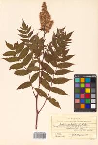 Sorbaria sorbifolia (L.) A. Braun, Siberia, Russian Far East (S6) (Russia)