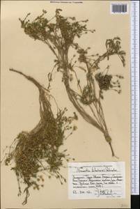 Sabulina litwinowii (Schischk.) Dillenb. & Kadereit, Middle Asia, Western Tian Shan & Karatau (M3) (Kyrgyzstan)
