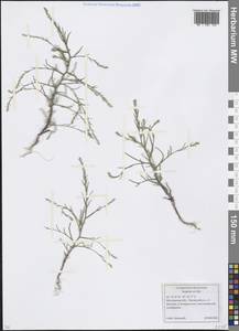 Corispermum declinatum Stephan ex Steven, Eastern Europe, Moscow region (E4a) (Russia)