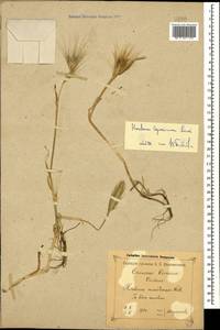 Hordeum murinum subsp. leporinum (Link) Arcang., Caucasus, Black Sea Shore (from Novorossiysk to Adler) (K3) (Russia)