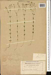 Linum catharticum L., Caucasus, North Ossetia, Ingushetia & Chechnya (K1c) (Russia)