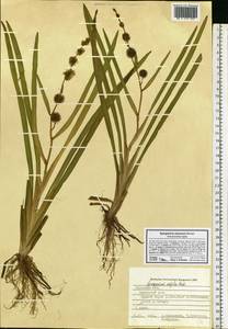 Sparganium emersum Rehmann, Eastern Europe, Central forest-and-steppe region (E6) (Russia)