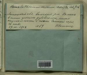 Homalothecium sericeum (Hedw.) Schimp., Bryophytes, Bryophytes - Central forest-and-steppe region (B10) (Russia)