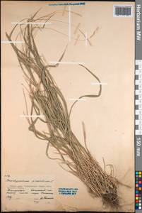 Brachypodium pinnatum (L.) P.Beauv., Caucasus, Black Sea Shore (from Novorossiysk to Adler) (K3) (Russia)