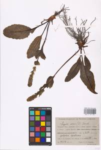 MHA 0 161 201, Lagotis glauca subsp. minor (Willd.) Hultén, Siberia, Western Siberia (S1) (Russia)