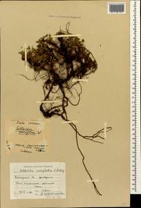 Sibbaldia parviflora Willd., Caucasus, Krasnodar Krai & Adygea (K1a) (Russia)