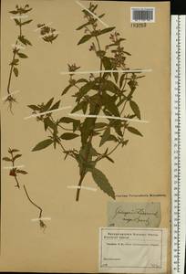 Galeopsis ladanum L., Eastern Europe, Moscow region (E4a) (Russia)