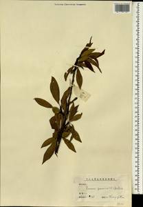 Prunus persica (L.) Stokes, South Asia, South Asia (Asia outside ex-Soviet states and Mongolia) (ASIA) (China)