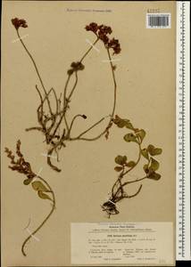 Phedimus spurius subsp. spurius, Caucasus, Stavropol Krai, Karachay-Cherkessia & Kabardino-Balkaria (K1b) (Russia)