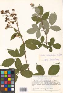 Rubus ulmifolius Schott, Eastern Europe, Moscow region (E4a) (Russia)