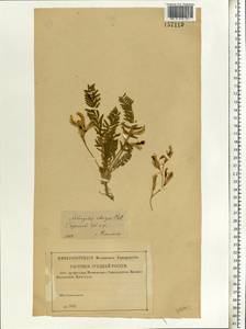 Astragalus utriger Pall., Eastern Europe, Lower Volga region (E9) (Russia)