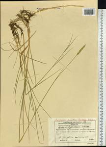 Elymus fibrosus (Schrenk) Tzvelev, Siberia, Central Siberia (S3) (Russia)