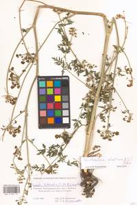 Xanthoselinum alsaticum (L.) Schur, Eastern Europe, South Ukrainian region (E12) (Ukraine)