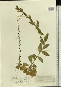 Arabis planisiliqua subsp. nemorensis (Wolf ex Hoffm.) Soják, Eastern Europe, Volga-Kama region (E7) (Russia)