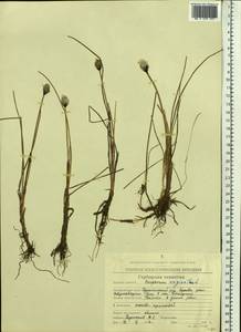 Eriophorum vaginatum L., Siberia, Chukotka & Kamchatka (S7) (Russia)