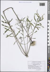 Jurinea ledebourii Bunge, Eastern Europe, Central forest-and-steppe region (E6) (Russia)