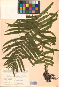 Matteuccia struthiopteris (L.) Tod., Eastern Europe, Moscow region (E4a) (Russia)