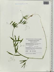 Lathyrus palustris L., Eastern Europe, Northern region (E1) (Russia)