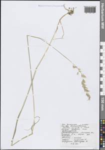 Arrhenatherum elatius (L.) P.Beauv. ex J.Presl & C.Presl, Eastern Europe, Central forest-and-steppe region (E6) (Russia)