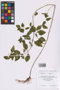 Clinopodium vulgare L., Eastern Europe, Central forest-and-steppe region (E6) (Russia)