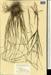 Cleistogenes serotina (L.) Keng, Crimea (KRYM) (Russia)