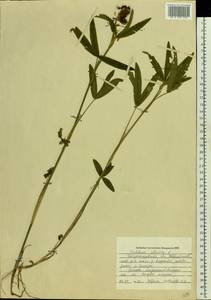 Trifolium alpestre L., Eastern Europe, South Ukrainian region (E12) (Ukraine)