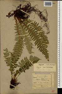 Polystichum aculeatum (L.) Roth, Caucasus, Abkhazia (K4a) (Abkhazia)