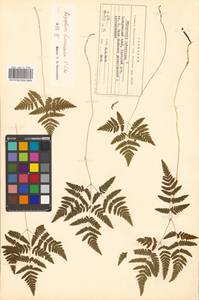 Gymnocarpium dryopteris (L.) Newman, Siberia, Russian Far East (S6) (Russia)