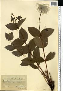 Clematis integrifolia L., Eastern Europe, North Ukrainian region (E11) (Ukraine)