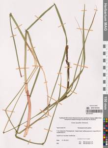 Carex aquatilis Wahlenb., Siberia, Chukotka & Kamchatka (S7) (Russia)