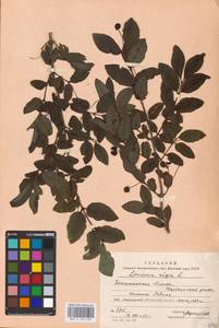 Lonicera nigra L., Eastern Europe, West Ukrainian region (E13) (Ukraine)