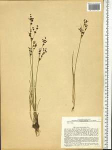 Juncus alpinoarticulatus Chaix, Siberia, Baikal & Transbaikal region (S4) (Russia)