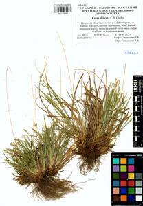 Carex delicata C.B.Clarke, Siberia, Baikal & Transbaikal region (S4) (Russia)