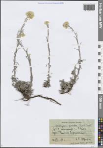 Helichrysum graveolens (M.Bieb.) Sweet, Caucasus, Georgia (K4) (Georgia)