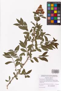 Syringa vulgaris L., Eastern Europe, Rostov Oblast (E12a) (Russia)
