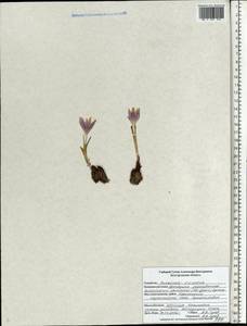 Colchicum bulbocodium subsp. versicolor (Ker Gawl.) K.Perss., Eastern Europe, Central forest-and-steppe region (E6) (Russia)