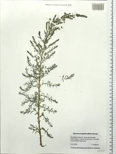 Myricaria longifolia (Willd.) Ehrenb., Siberia, Baikal & Transbaikal region (S4) (Russia)