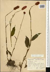 Bistorta carnea (K. Koch) Kom., Caucasus, Abkhazia (K4a) (Abkhazia)